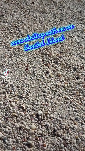 Found so many beautiful shells today ♥️🐚 #seashells #shelling #beachcombing #beach #shells