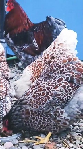 Blue Laced Red Wyandotte chicken one of the most beautiful breeds🐔