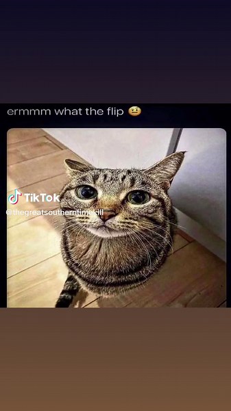 Morgan (@asceticsepsis)’s videos with Future Breed Machine - Live - Meshuggah