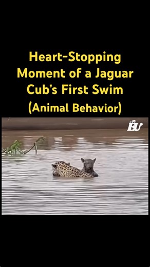 Heart-Stopping Moment of a Jaguar Cub’s First Swim #nature #wildlife #youtubeshorts #jaguar #animals