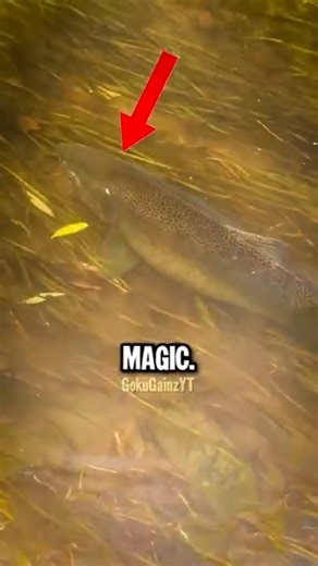 Fishing Cheat Code! 🕶️