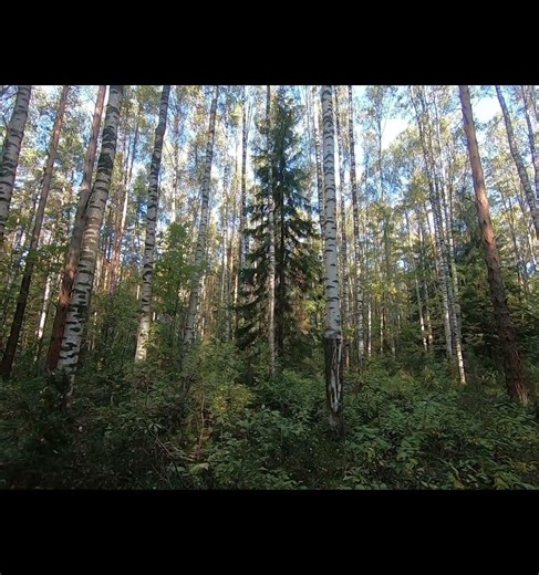 The nature of early autumn. The forest is frozen in anticipation