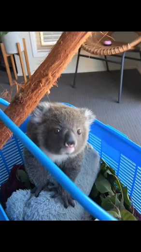 3.6K views · 387 reactions | 殺殺 Iove you koala #koala #reelsfypシ #rells #vairalpost #videos #koalabay #koalalove | Cute koala | Facebook