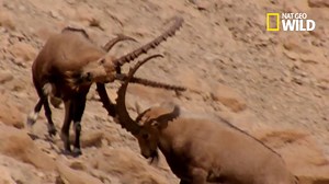 Avant de se battre, les boucs se jaugent pour évaluer leurs corpulences mutuelles et ainsi déterminer si le combat se équitable. | Nat Geo Wild France