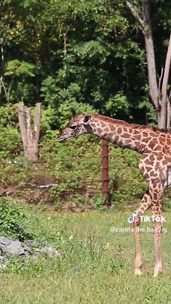 A baby giraffe is an adorable, long-necked mammal with wobbly legs, soft spotted fur, and a playful charm as it explores its savanna home. #Giraffe #FYP #AdorableWildlife #FluffyFriends #naturevibes