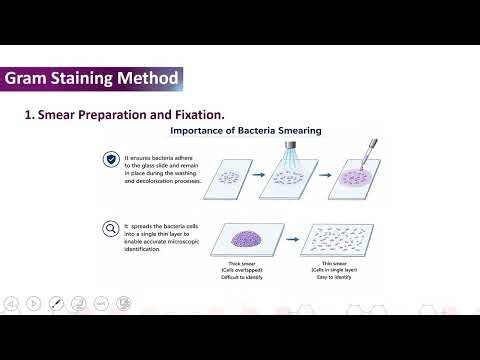 Gram staining
