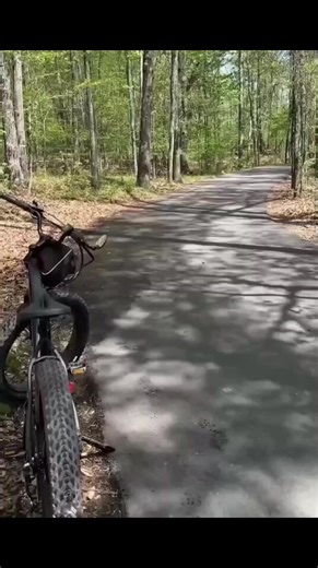 Kura Kura Kecil yang Setia: Menariknya Kehidupan Kura Kura