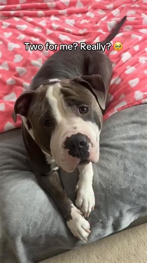 Reggie The Bully on Instagram: "First treat? Gentle. Second treat? Not so much 😂 This sweet boy is so pampered 🥹💙🫶 The people love to see Reggie’s big ol’ head have a snack, so I’ll keep it coming 🫡 #americanbully #dogsofinstagram #dogoftheday #househippo #cutedog"
