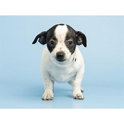 Phoenix, AZ - Cairn Terrier. Meet MINNIE a Pet for Adoption - AdoptaPet.com