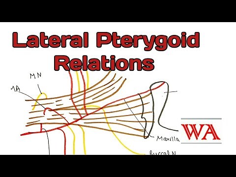 Lateral Pterygoid muscle - Relations in detail [World of Anatomy]