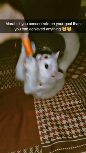 Amazing Cat Performs Magic Trick! #Cats #Tricks #shorts #viralshorts #catsounds #kitten #myfirstvlog