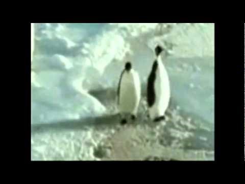 Penguin slaps other penguin