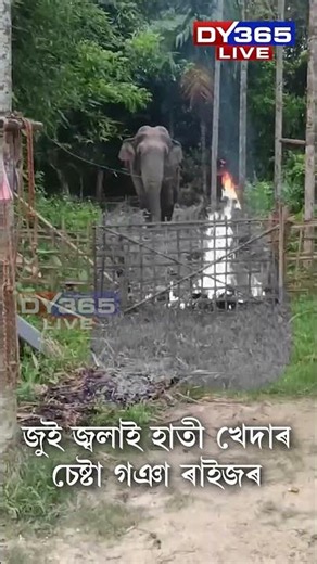 চামগুৰিৰ পদুমনিত গজৰাজৰ আতংক