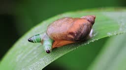 Close-up of a snail infected by a parasite, larva inside its tentacle...