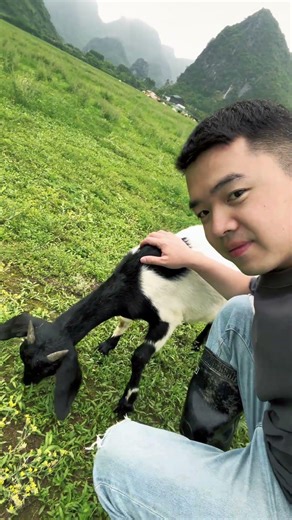 Petting a Hungry Goat | Satisfying Grazing Sounds with Birds 🌿 #asmr