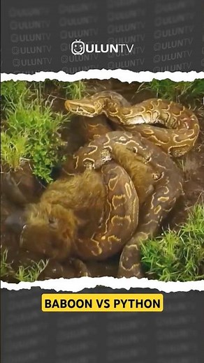 baboon vs python fight #cobra #wildtv #uluntv #wildlife #facts #animals #snake #reptiles