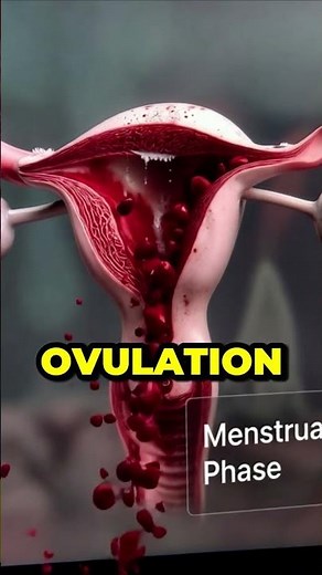 Female Menstrual Cycle Explained Step by Step | 3D Anatomy Animation