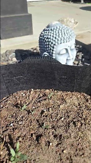 Growing Prairie Sage in Containers: Artemisia ludoviciana in a 5 Gallon - Spring Update