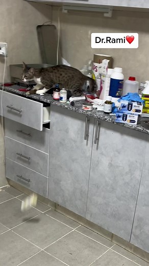 How to deal with angry cat and ferocious cat 🐱 part 34 #vet #doctor #helpanimals #cat #dog #fyp #animalsoftiktok #foryou #treatment