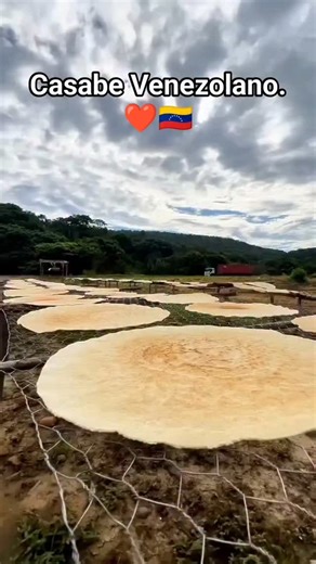 ¿Conoces el casabe? 👌🏻🇻🇪 Este pan tradicional venezolano, hecho de harina de yuca, es una delicia crujiente con forma plana y circular. Si te preguntas cómo se prepara, ¡aquí te dejamos este video que lo explica todo! 👍🏻 📽️ Venezonalísimo | Maria Alejandra Oropeza