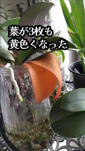 【胡蝶蘭】落とした結果#水栽培#蘭#胡蝶蘭#洋蘭#花 #orchid