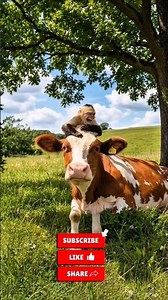 The Story of a Monkey and a Cow’s Friendship 🐒🐄#monkey #cow#animals #shorts
