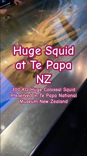 Huge Colossal Squid Preserved in Te Papa National Museum Wellington