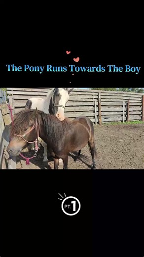 The Pony Runs Towards The Boy: A Heartwarming Encounter