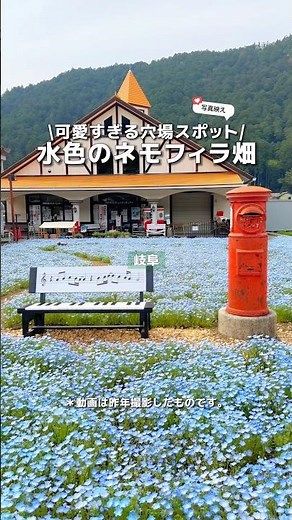 【岐阜】超穴場！水色のネモフィラ畑がこの季節のみの絶景だった🩵