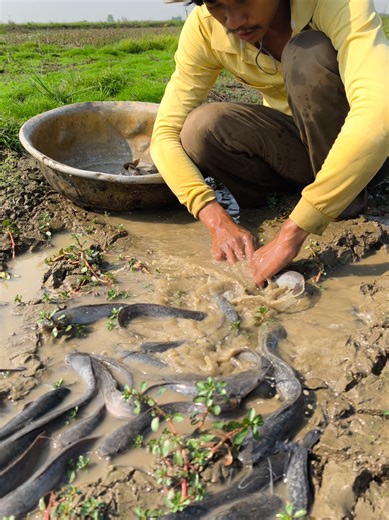 Traditional Catfish Harvesting Techniques in Rice Fields