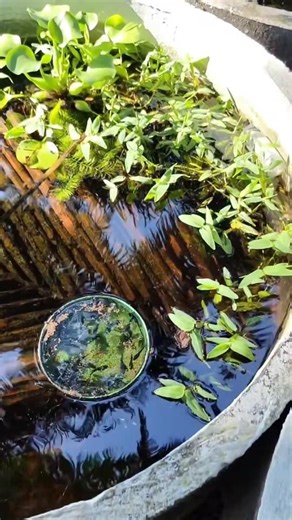 betta fish outdoor pond setup.😇❤🥰🌸