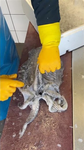 How to clean Cuttlefish