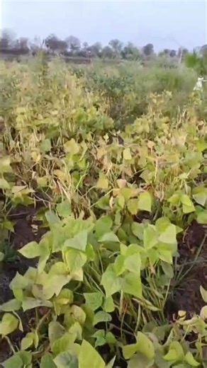 #treading #marathitrnding #love