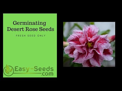 Germinating Desert Rose Seeds