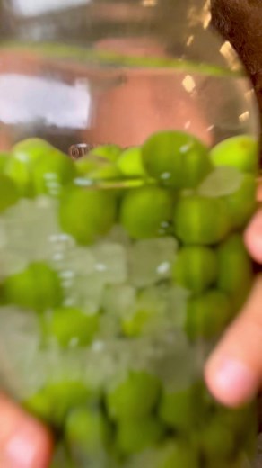 Umeshu pt. 1 from earlier this year! Come back for part 2 to see how it tasted on my first test! #umeshu #foragedrecipes #plumwine #japaneseplumwine | chaoticforager