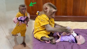 Jacky Help Mom To Tenderly Care & Feed Milk For Newborn Pavpav | Cute Baby Monkey