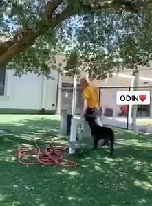 Our GSD-Black Lab mix of a boy ODIN is ready to find his home. He is a playful, energetic pup looking to leave the shelter behind him. Make your appointment to meet ODIN at Collier County Domestic Animal Shelter ♥️ ODIN #A258577 | Collier DAS Dogs -by volunteers