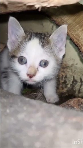 Why cat Act like Boss |• Newly Born Kittens |• #meoweez