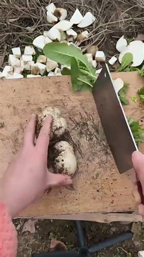 RT 169 mini rotary tillage and ridging all-in one tree 🌴