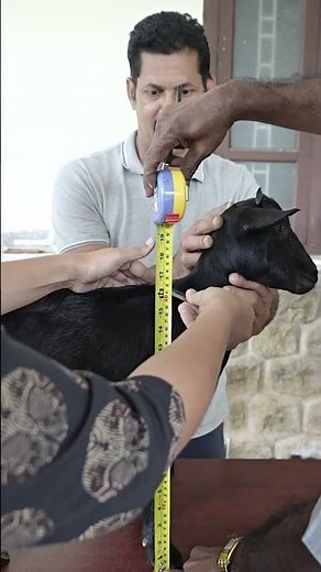 World's shortest GOAT #shorts