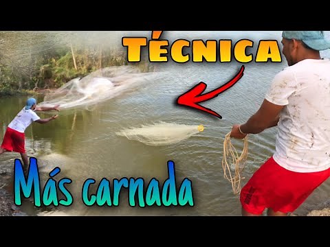 Como capturar carnada con atarraya // Técnica para tirar taraya ( atarraya ) fácil y rápido