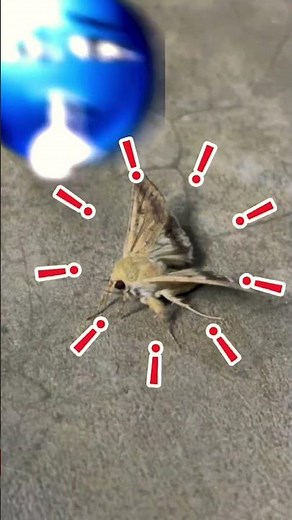 This video features a Polyphemus moth, recognized by its large, distinctive eye spots on its #shorts