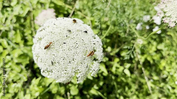Queen Anne's Lace Blooming with Pollinating Insects and Hogweed Bonking Beetles in a Lush Green Field