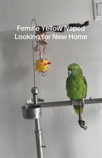 Yellow Naped Amazon Parrot Seeking a New Home