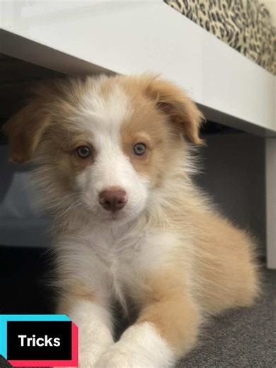 Tricks my Border Collie knows at 11 weeks, When your puppy learns faster than you teach, #theshanji #bordercollie #bordercolliepuppy #fyp #puppylife