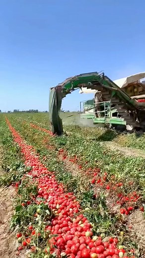 52K views · 68 reactions | Farmer is my life....I am proud of it #ProudFarmerDaughter #FarmLife #FamilyTradition #RuralRoots #FarmStrong #GratefulHeart #CountryLife | Teodata Ortolani | Facebook
