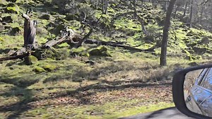 The drive into Clear Lake State Park to the beach is so, so green right now. The massive rocks and boulders covered with moss and miner's lettuce and ferns. So, I decided to video on the drive out. The sun flares are a bit annoying but when you get into the shady areas...so green and lush! | Kim Riley