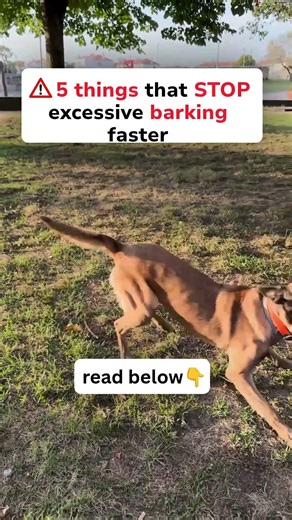 5 Simple Ways to Stop Dog Barking Fast (Force-Free Dog Training Tips)