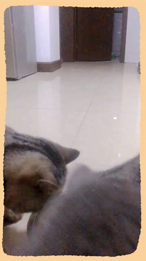 #cat #funny #pet #kitty #catsoftiktok #petlover #catlover