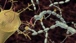 3D animation action potential propagation through CNS neuron cell body and axons myelinated by Schwann cell or oligodendrocyte allowing fast neurotransmission and insulation Nodes of Ranvier visible